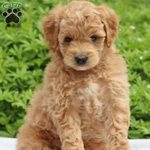 Skye, Mini Goldendoodle Puppy